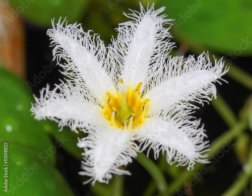 Water snowflake or Nymphoides parvifolia in the garden. photo