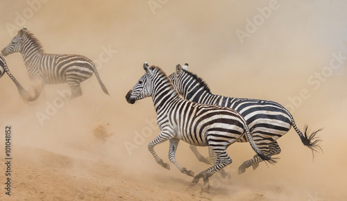 Zebras are running in the dust in motion. Kenya. Tanzania. National Park. Serengeti. Masai Mara. An excellent illustration.