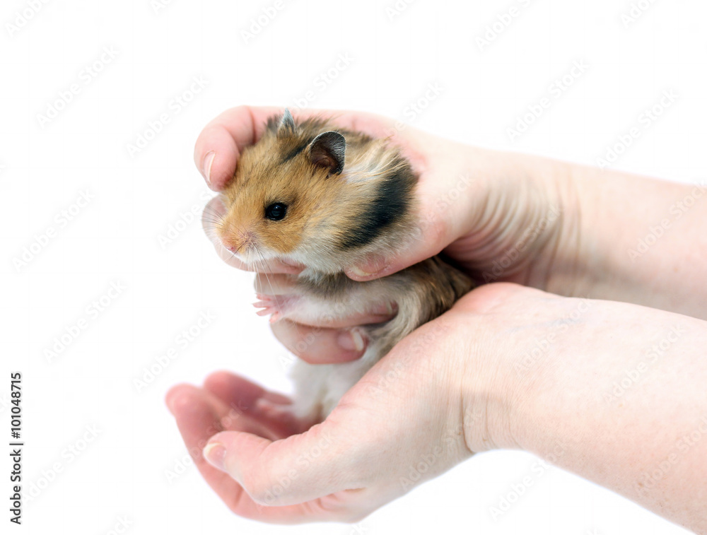 Brown Syrian hamster with filled cheeks in hands Brown Syrian hamster with filled cheeks in hands