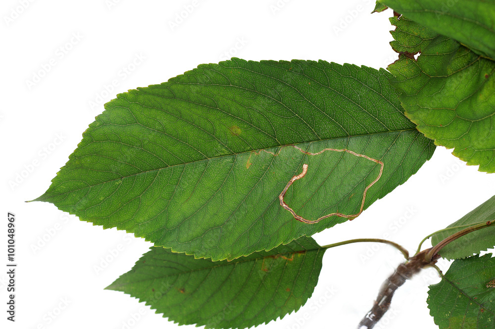 Lyonetia clerkella in the leaves of cherries - obrazy, fototapety, plakaty 