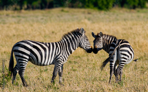 Two zebras in the savanna. Kenya. Tanzania. National Park. Serengeti. Maasai Mara. An excellent illustration.