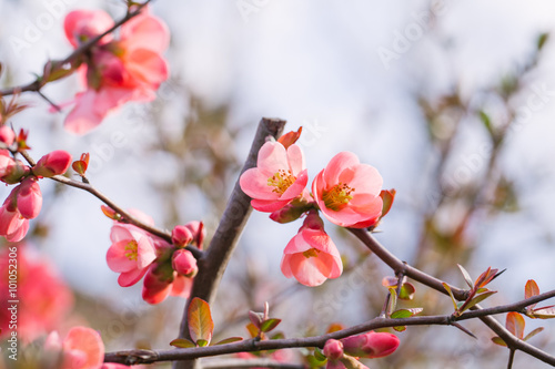 Spring Blossoms