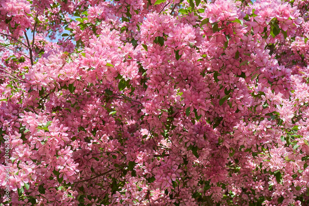 Pink apple-tree flowers