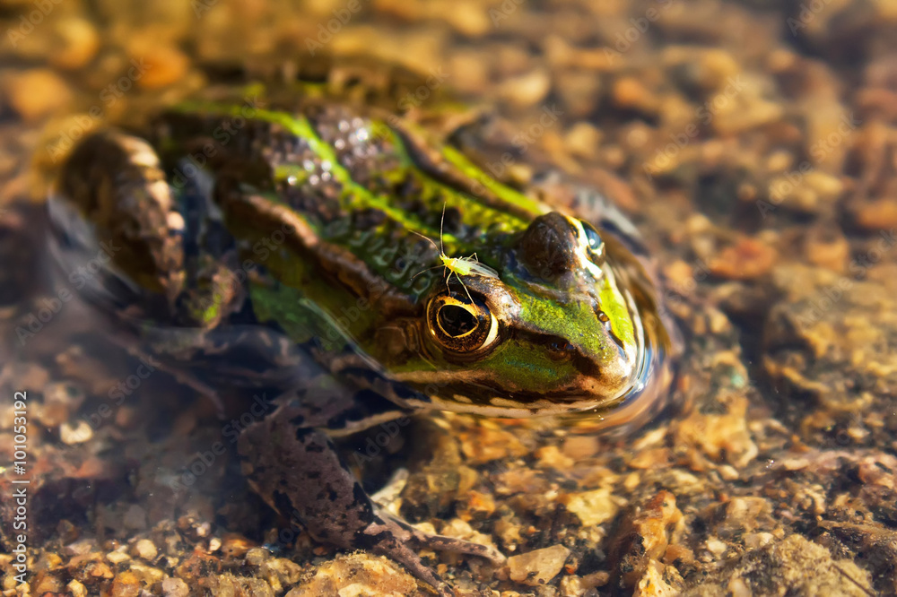 The brown-green frog on the swamp. The brown-green frog on the swamp.