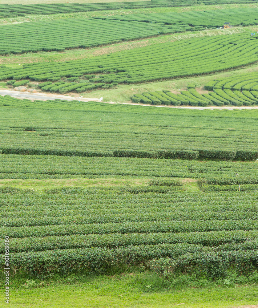 image of Tea field at Boon Rawd Farm is one of the largest tea p
