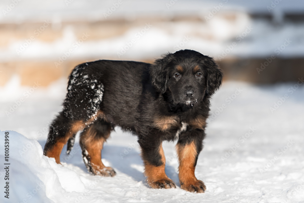 Hovawart puppies sales