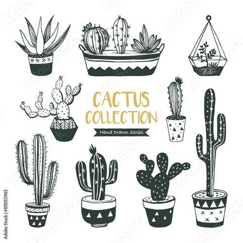 Hand drawn cacti and succulents collection