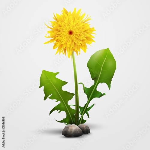 Fototapeta Naklejka Na Ścianę i Meble -  Dandelion flower isolated on white with small small rocks.