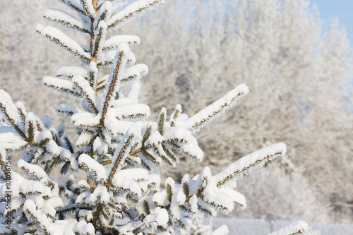 Winter. snowy weather. snow covered branches of Christmas tree