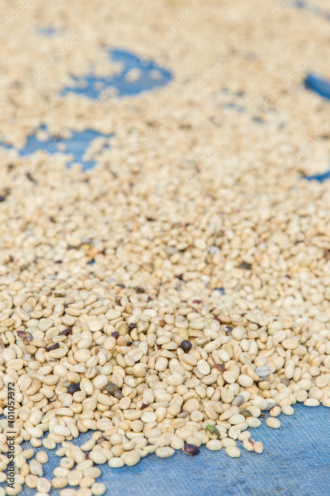un-roasted coffee beans heap with shallow depth of field un-roasted coffee beans heap with shallow depth of field