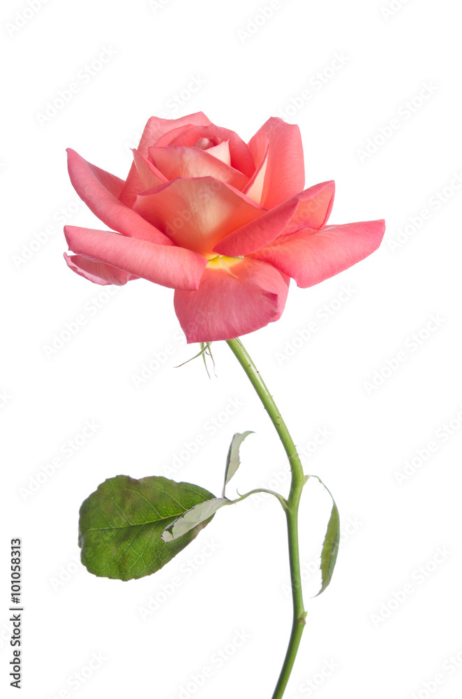 Beautiful fresh pink rose isolated on white background