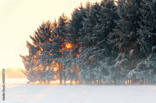 Winter Morgen am Nadelwald photo