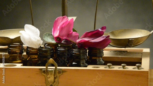 Cyclamen Syklaamit بخور مريم Alpenveilchen Ciclamino シクラメン属 Ciclamen Ciklama Alpeviol Ալպիական մանուշակ Cyklamen Цикламен 仙客來屬 نگون‌سار Brambořík Artánita רקפת  photo