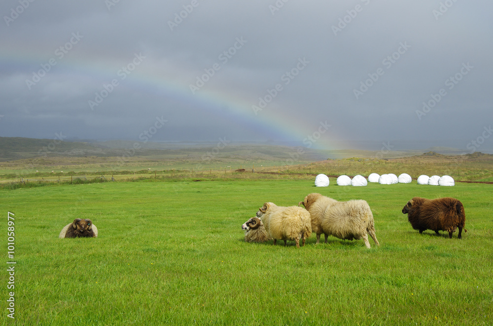 Obraz premium Sheeps under strong wind and rainbow in highlands, Iceland