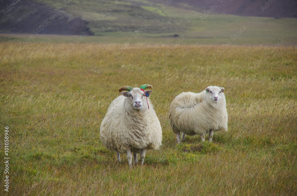 Sheeps under strong wind in highlands, Iceland