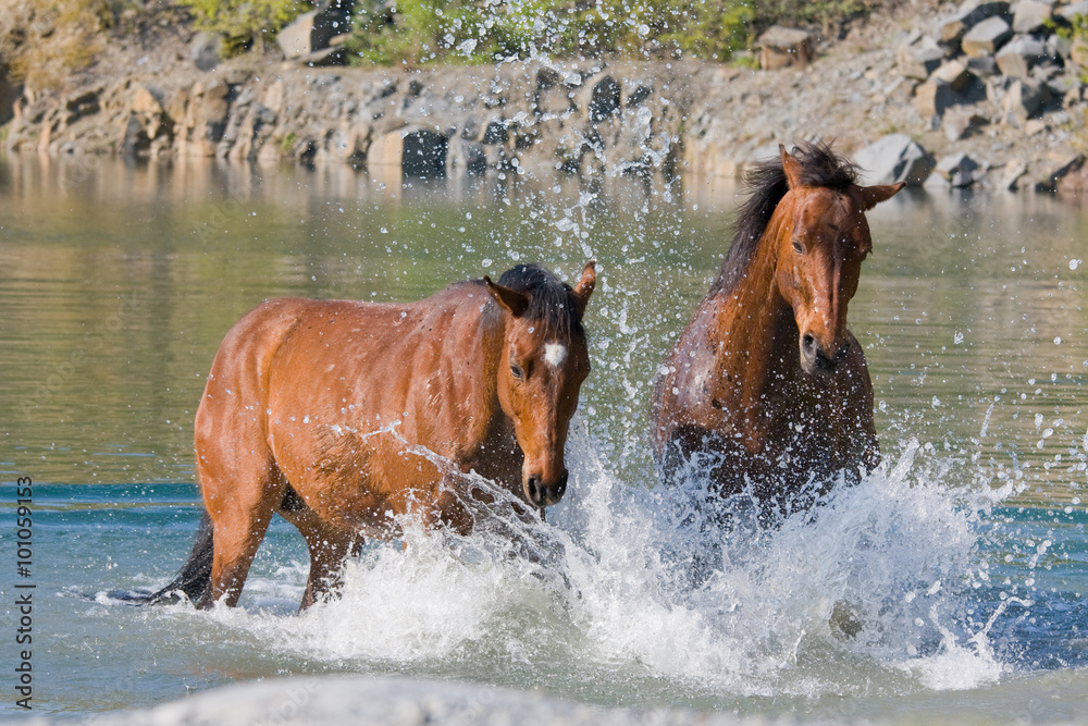 Two brown horses in the water - obrazy, fototapety, plakaty 
