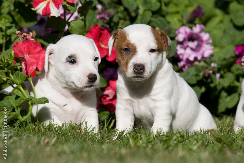 Two Jack russell terrier pupies sitting in front of flowers