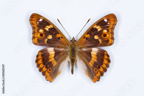 Lesser Purple Emperor, Apartura ilia,  butterfly
