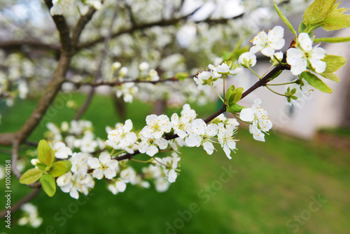 branches of blossoming tree