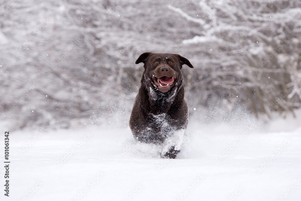 happy labrador dog running outdoors in winter