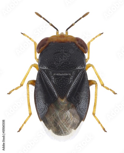 Bug Geocoris erythrocephalus