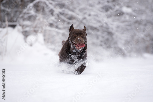 happy labrador retriever dog running outdoors in snow