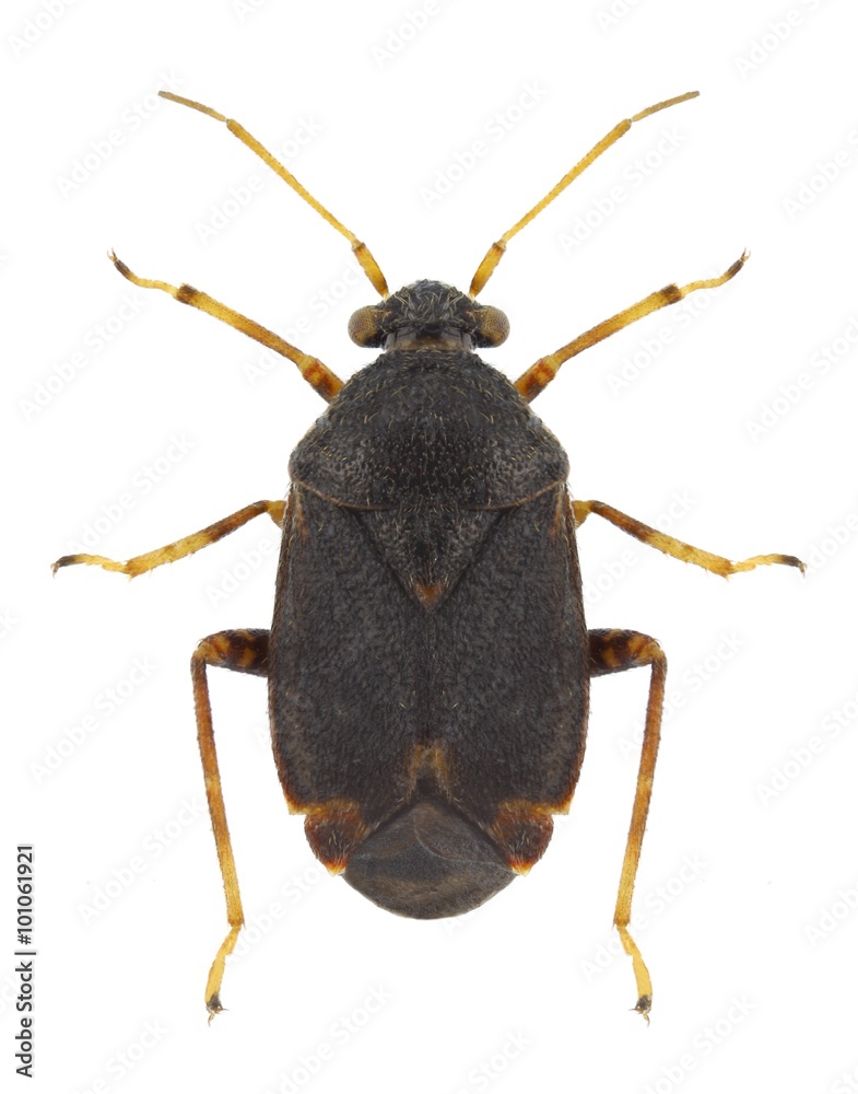 Bug Charagochilus gyllenhali Bug Charagochilus gyllenhali