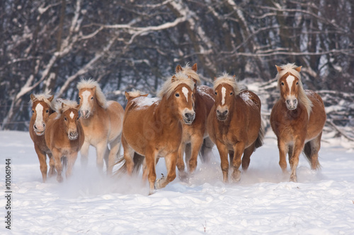 Herd of running haflinger horses in the winter