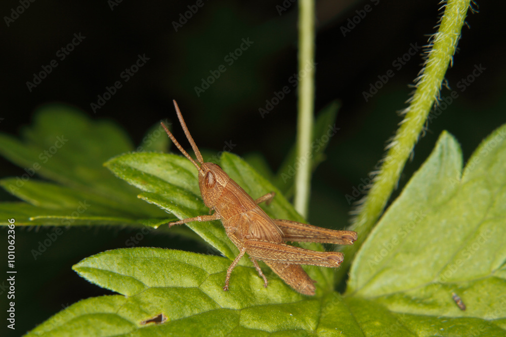 Field grasshopper (Chorthippus apricarius) Field grasshopper (Chorthippus apricarius)