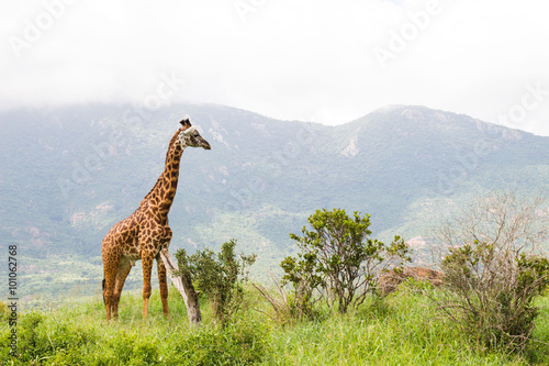 giraffe, giraffa camelopardalis