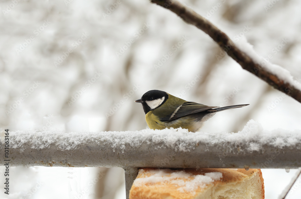 Naklejka premium Titmouse near the bread that is in the snow