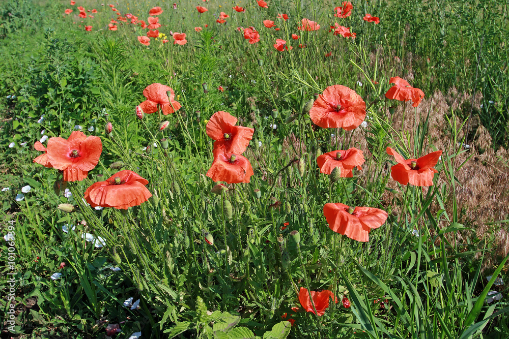 Poppy field. Meadow overgrown with wild red poppy. Fields of pop Poppy field. Meadow overgrown with wild red poppy. Fields of pop