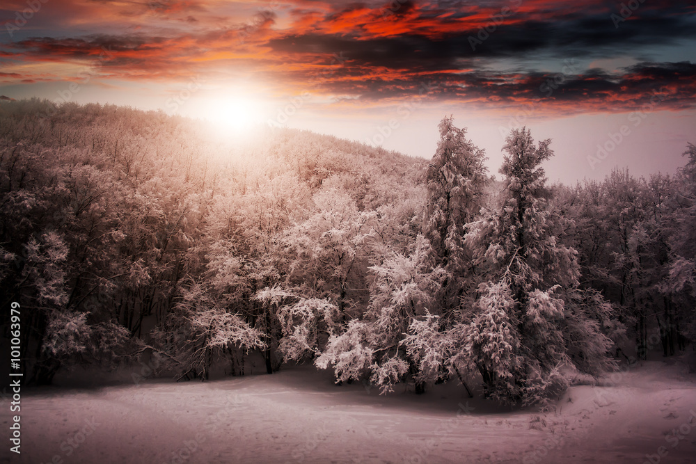 Beautiful winter nature landscape, trees covered snow Beautiful winter nature landscape, trees covered snow