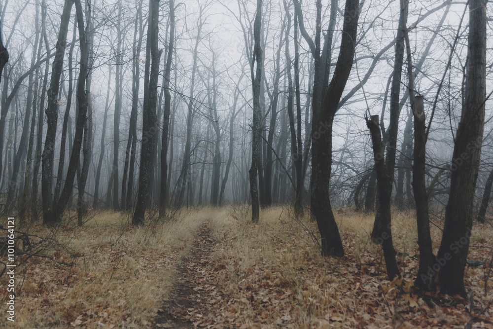 Fototapeta premium Autumn beautiful forest nature landscape in haze fog
