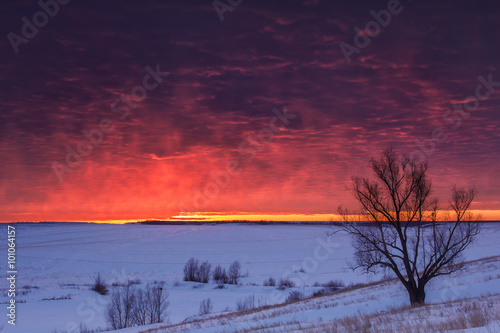 Canvastavla Winter nature landscape. Silhouette of tree at sunset