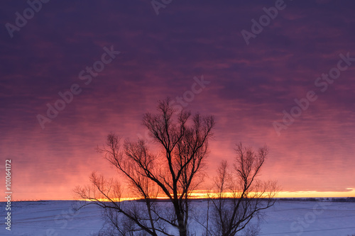 Konstfotografi Winter nature landscape. Silhouette of tree at sunset