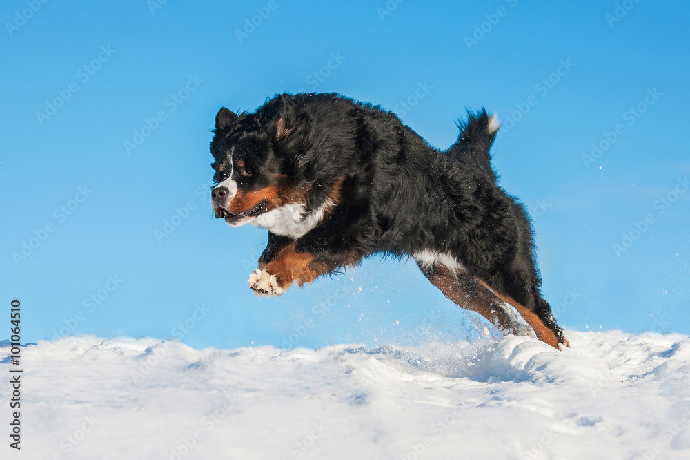 Bernese mountain dog jumping in winter Stock Photo Adobe Stock