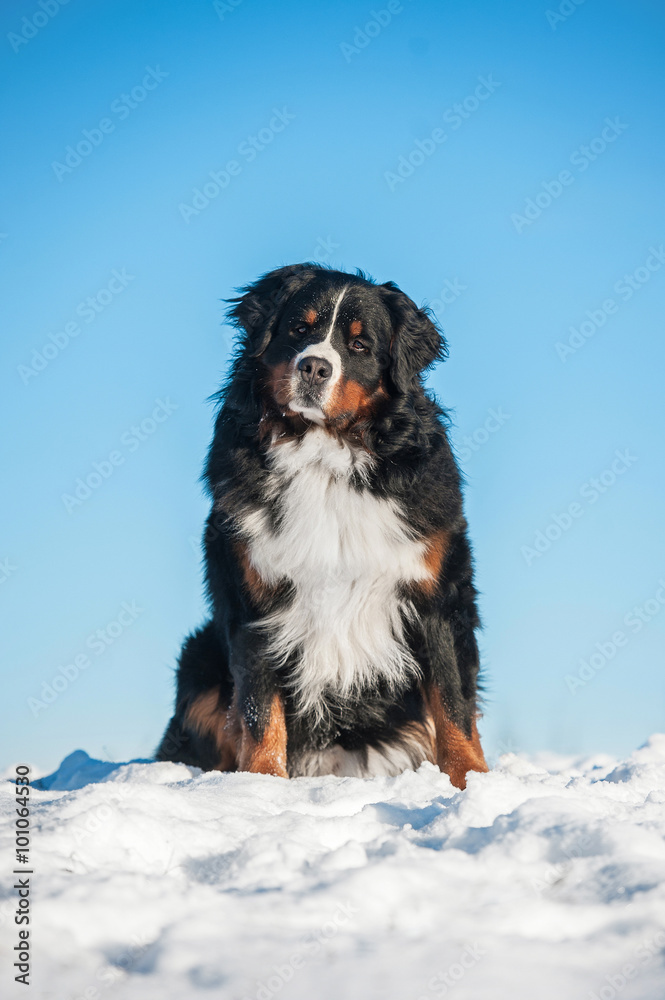 Bernese mountain dog sitting on the hill in winter