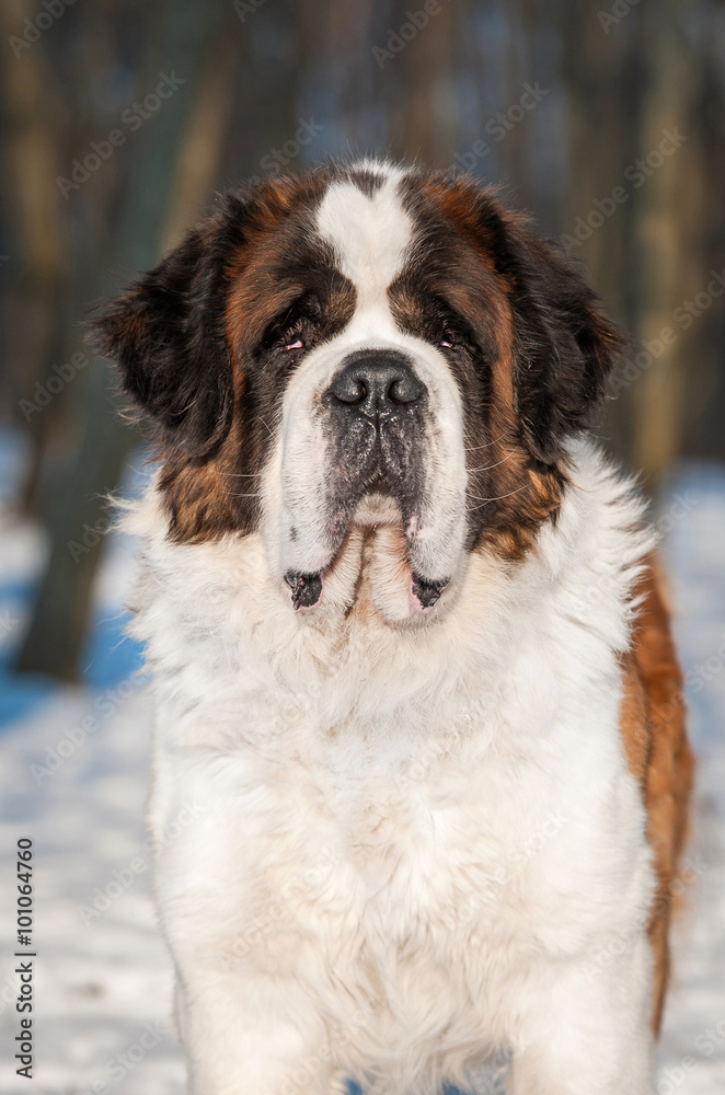 Portrait of saint bernard dog in winter Portrait of saint bernard dog in winter