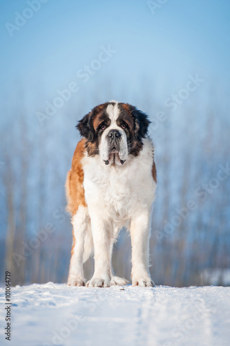 Fototapeta Naklejka Na Ścianę i Meble -  Saint bernard dog in winter
