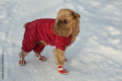 Fototapeta Naklejka Na Ścianę i Meble -  Dog  in  clothes and shoes