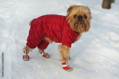 Fototapeta Naklejka Na Ścianę i Meble -  Dog  in  clothes and shoes