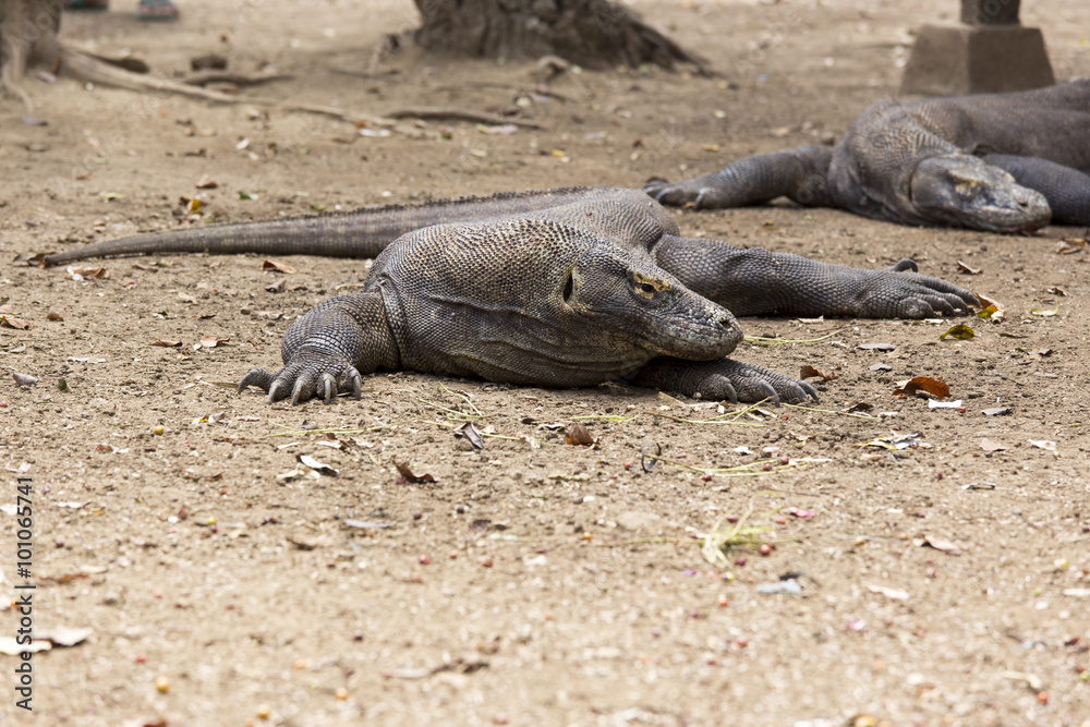 Komodo Dragon Komodo Dragon