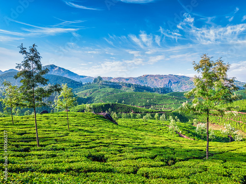 Tea plantations, Munnar, Kerala state, India