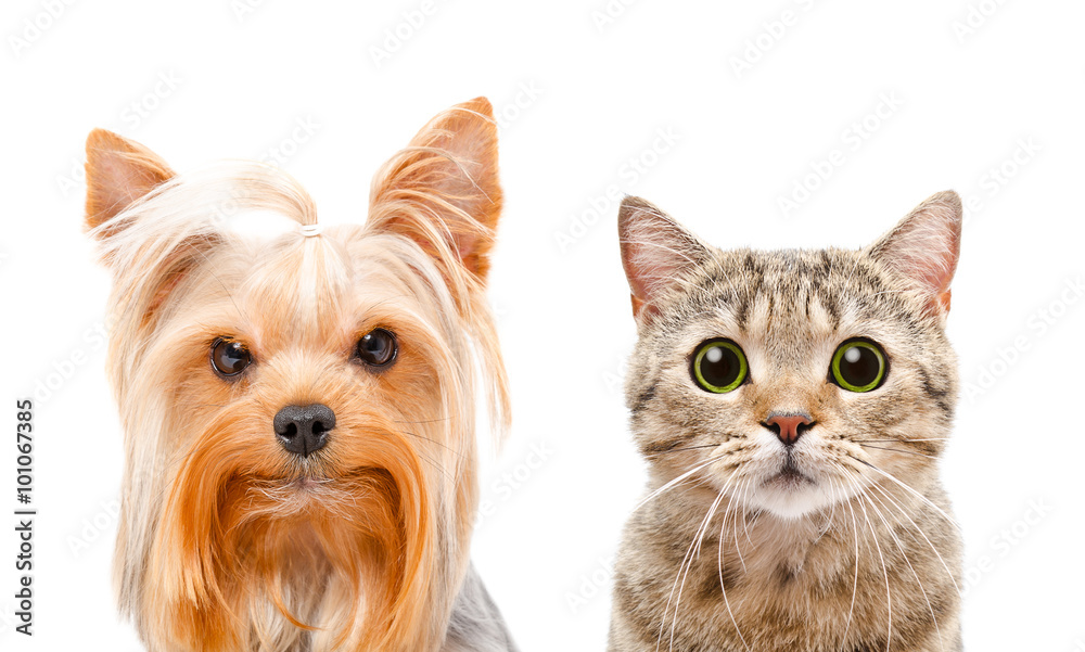 Portrait of a Yorkshire terrier and cat Scottish Straight Portrait of a Yorkshire terrier and cat Scottish Straight