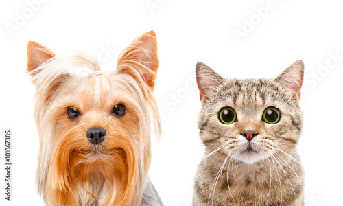 Portrait of a Yorkshire terrier and cat Scottish Straight