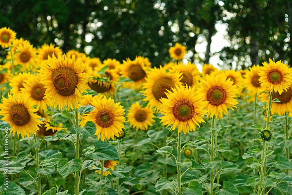 Sunflower in the summer field Sunflower in the summer field