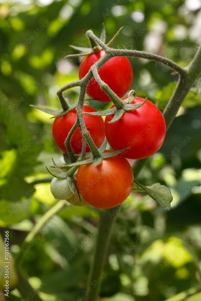 RIpe garden tomato ready for picking