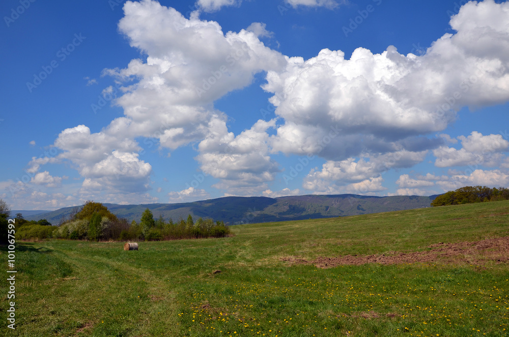 Obraz premium Spring meadow