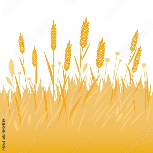 Field of wheat, barley or rye background. Vector illustration